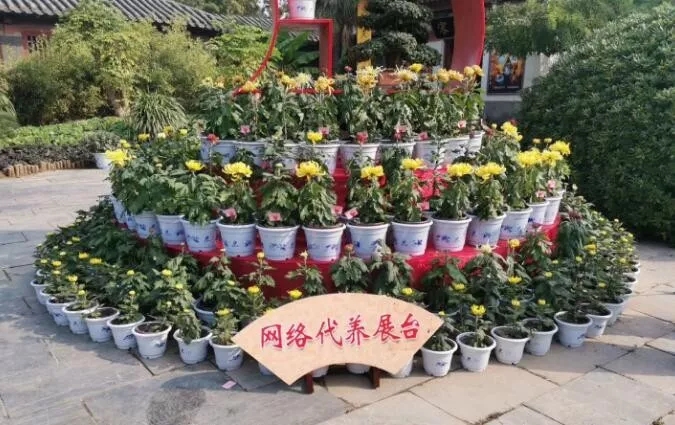 中國開封第37屆菊花文化節(jié)開幕！多彩活動等你來