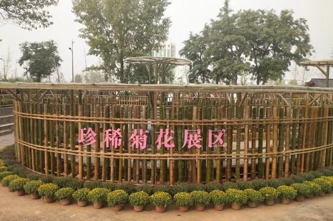 中國開封第37屆菊花文化節(jié)開幕！多彩活動等你來