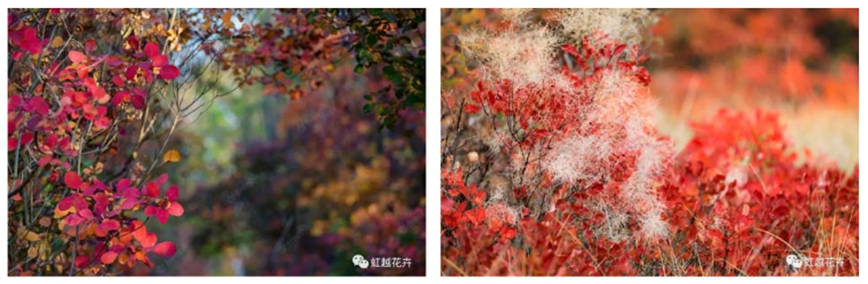 當(dāng)之無(wú)愧最美秋樹(shù),如上帝打翻調(diào)色盤(pán)! 當(dāng)之無(wú)愧最美秋樹(shù),如上帝打翻調(diào)色盤(pán)!