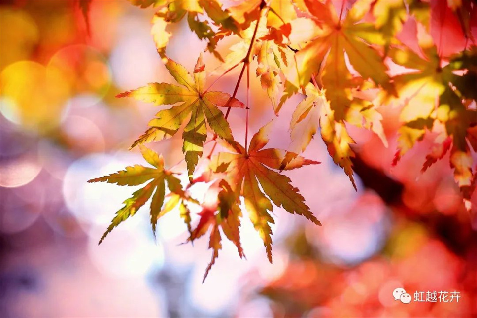 當(dāng)之無(wú)愧最美秋樹(shù),如上帝打翻調(diào)色盤(pán)! 當(dāng)之無(wú)愧最美秋樹(shù),如上帝打翻調(diào)色盤(pán)!