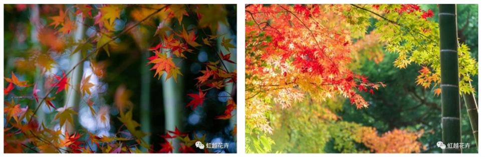 當(dāng)之無(wú)愧最美秋樹(shù),如上帝打翻調(diào)色盤(pán)! 當(dāng)之無(wú)愧最美秋樹(shù),如上帝打翻調(diào)色盤(pán)!