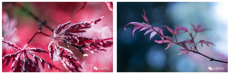 當(dāng)之無(wú)愧最美秋樹(shù),如上帝打翻調(diào)色盤(pán)! 當(dāng)之無(wú)愧最美秋樹(shù),如上帝打翻調(diào)色盤(pán)!