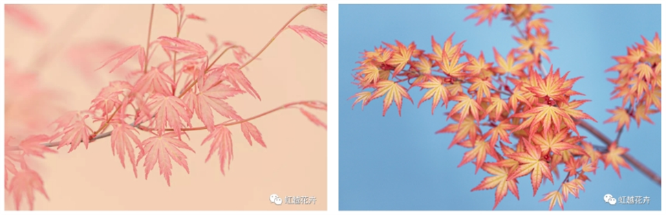 當(dāng)之無(wú)愧最美秋樹(shù),如上帝打翻調(diào)色盤(pán)! 當(dāng)之無(wú)愧最美秋樹(shù),如上帝打翻調(diào)色盤(pán)!