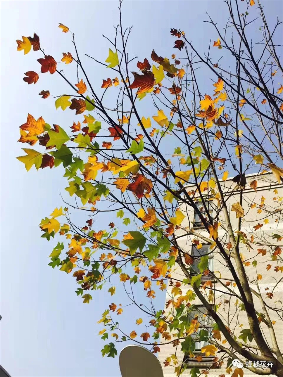 當(dāng)之無(wú)愧最美秋樹(shù),如上帝打翻調(diào)色盤(pán)! 當(dāng)之無(wú)愧最美秋樹(shù),如上帝打翻調(diào)色盤(pán)!