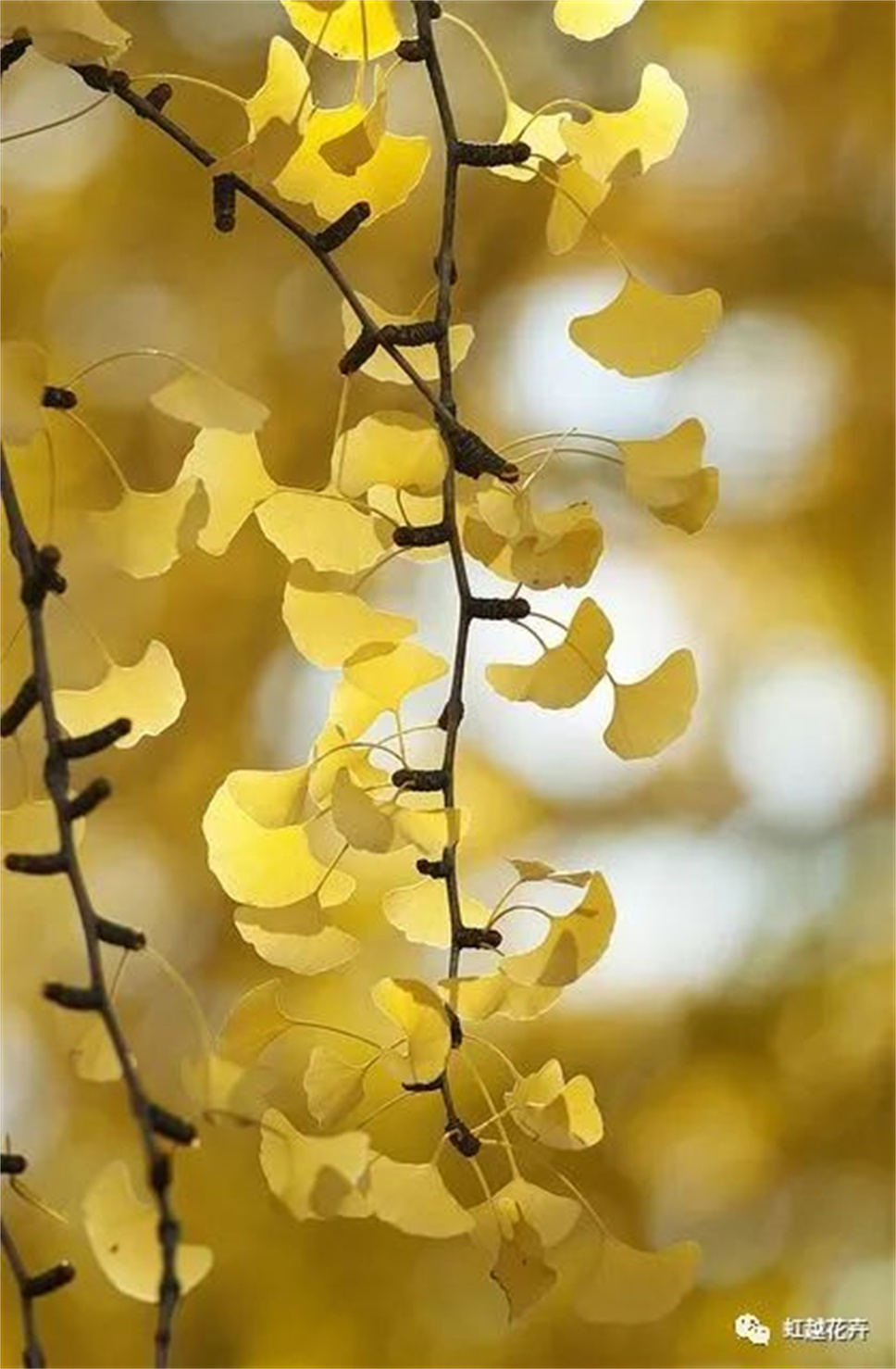 當(dāng)之無(wú)愧最美秋樹(shù),如上帝打翻調(diào)色盤(pán)! 當(dāng)之無(wú)愧最美秋樹(shù),如上帝打翻調(diào)色盤(pán)!