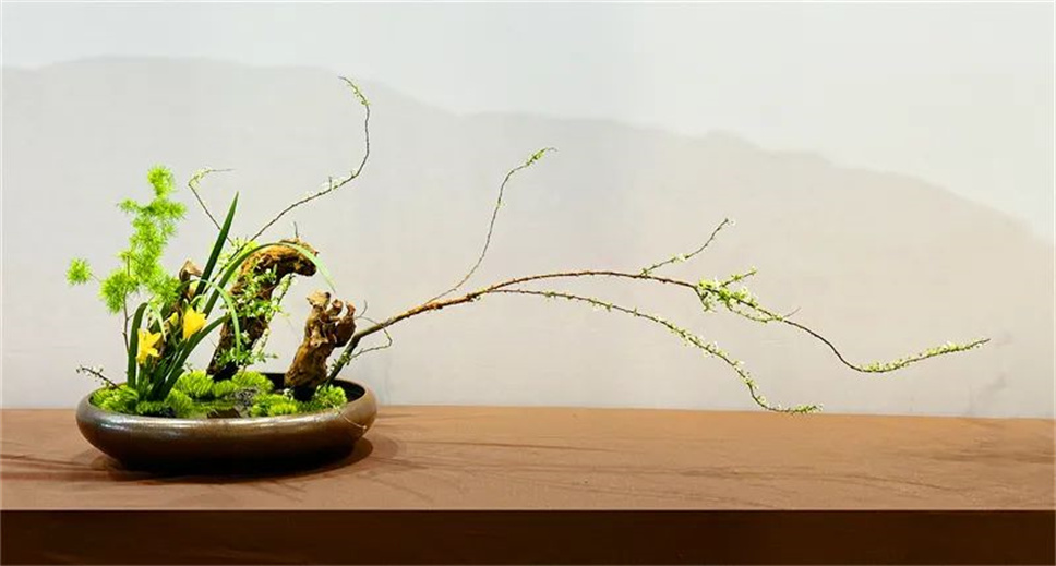【采薇專欄】傳統(tǒng)插花要破圈兒？17個(gè)流派、名師的200個(gè)作品點(diǎn)亮南京“最美花展”